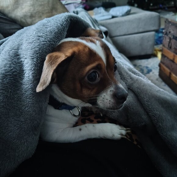 NOTIFICATION - Picture 4 of 8